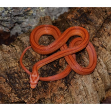 Corn Snake (Amelanistic Stripe)