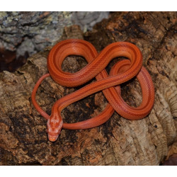 Corn Snake (Amelanistic Stripe)