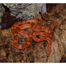 Corn Snake (Motley)