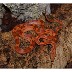 Corn Snake (Motley)