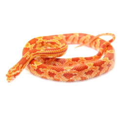 Corn Snake (Amelanistic)