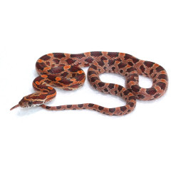 Corn Snake (Carolina)