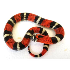 Tricolour Hognose CB25