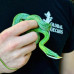 Rhino Rat Snake CB25