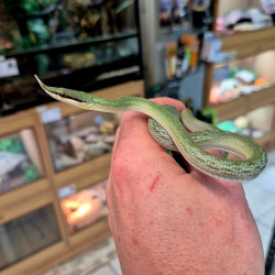 Rhino Rat Snake CB25