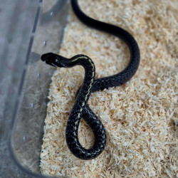 Black Copper Rat Snake CB25 Black Copper Rat Snake CB25
