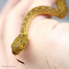 Madagascan Cat Eyed Snake