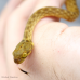 Madagascan Cat Eyed Snake