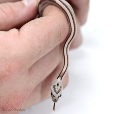 Corn Snake (Anery Stripe)