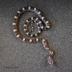 Corn Snake (Anery)