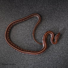 Corn Snake (Carolina Stripe)