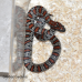 San Luis Potosi King Snake CB26