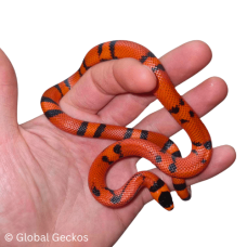 Honduran Milk Snake (Tangerine Hypo)