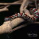 San Luis Potosi King Snake CB26
