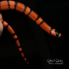 Honduran Milk Snake (Tangerine Hypo)