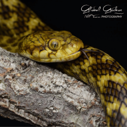 Madagascan Cat Eyed Snake Madagascan Cat Eyed Snake