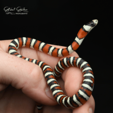 Arizona Mountain Kingsnake CB25