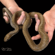 Unicolour Cribo CB25