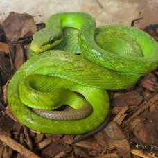 Red Tailed Racer CB26