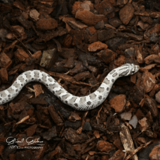 Western Hognose (Axanthic) CB25