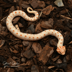 Western Hognose (Red Albino Anaconda) CB25