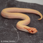 Western Hognose Morphs