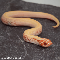 Western Hognose (Albino Superconda)