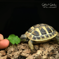 Hermanns Tortoise