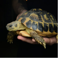 Hermanns Tortoise Adult Male