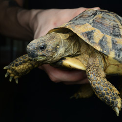Hermanns Tortoise Adult Male
