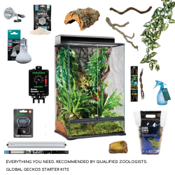 Arboreal Lizard Complete Starter Kit 
