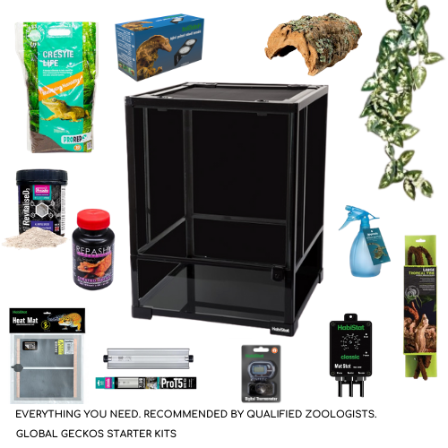 complete crested gecko kit