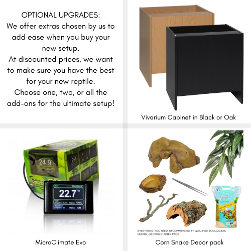 corn snake setup starter kit