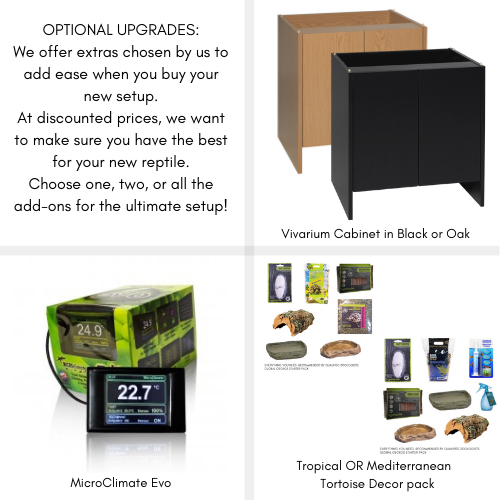 tortoise vivarium starter kit