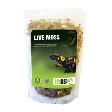 Live Moss (3L)