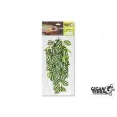 Giganterra Silk Plant - Pilea