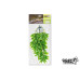 Giganterra Silk Plant - Tradescantia