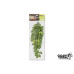 Giganterra Silk Plant - Pilea