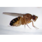 Flies and Other Flies and Other