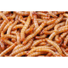 Mealworms (Standard)