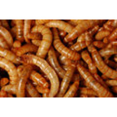 Morio Worms (40g)