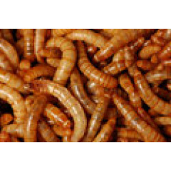 Morio Worms (40g)