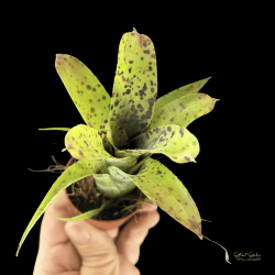 Neoregelia Pauciflora