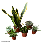 Bioactive Decor Bioactive Decor