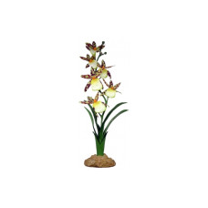 Komodo Spider Orchid (40cm)