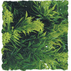 Zoo Med Malayian Fern - M, L