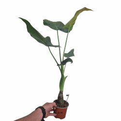 Alocasia cucullata (Chinese taro)