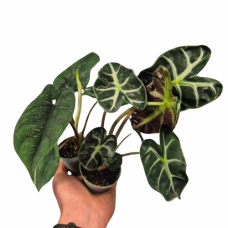 Alocasia sp. (Elephant Ear Plant) Alocasia sp. (Elephant Ear Plant)