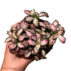 Fittonia Frankie (Mosaic Plant) S