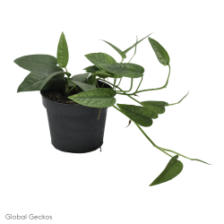 Epipremnum pinnatum (Cebu Blue) - Medium
